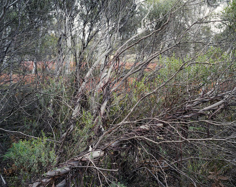 Eucalyptus13000YearsOld2014-06-04.jpg